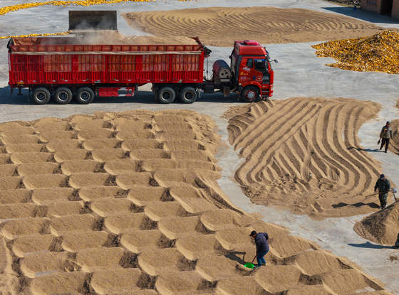 平羅縣前進農(nóng)場迎來秋日農(nóng)忙